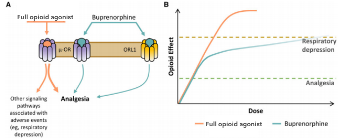 Buprenorphine pharmacology
