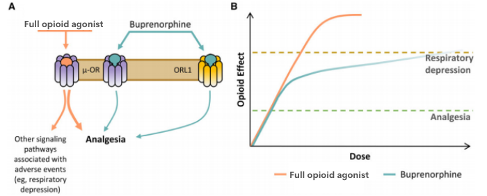 Buprenorphine | Tool for Palliative Care Clinicians | Palliative in ...