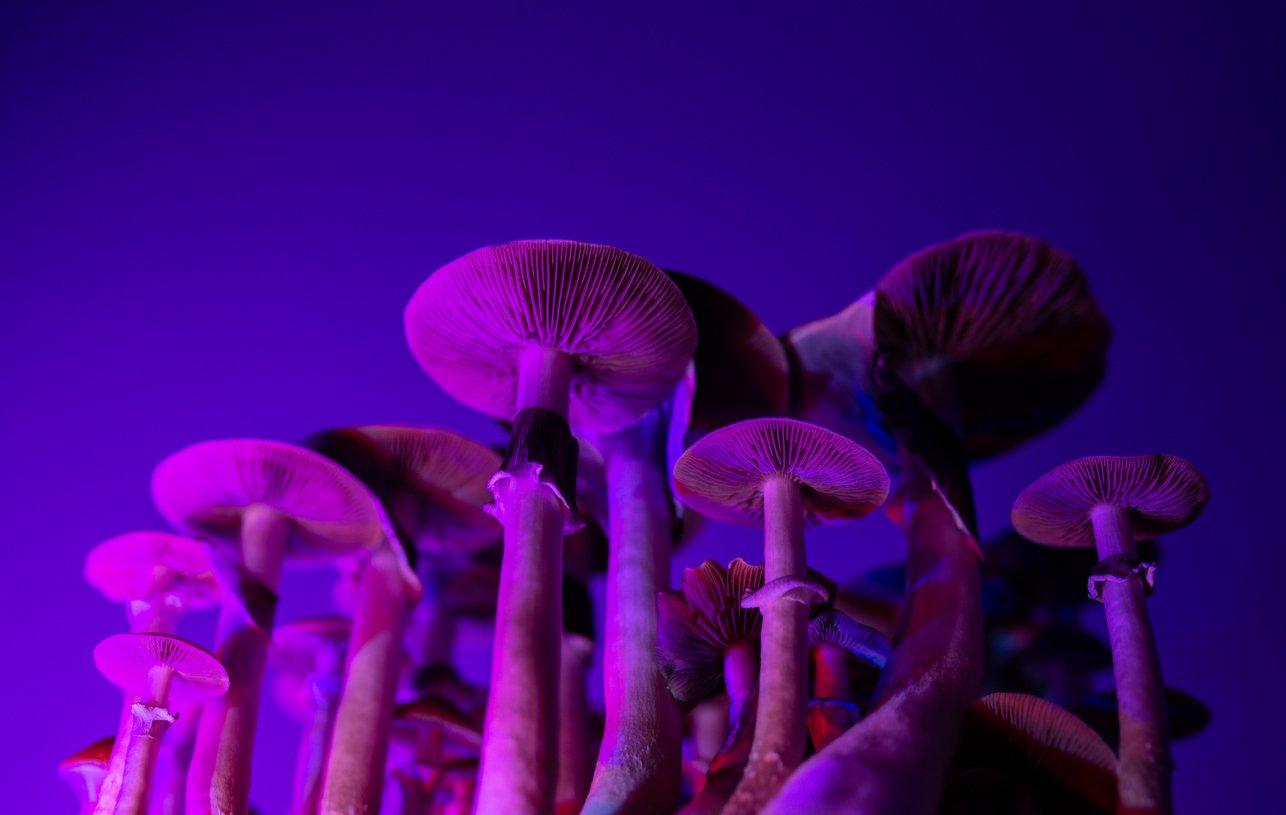 Photograph of psilocybin mushrooms